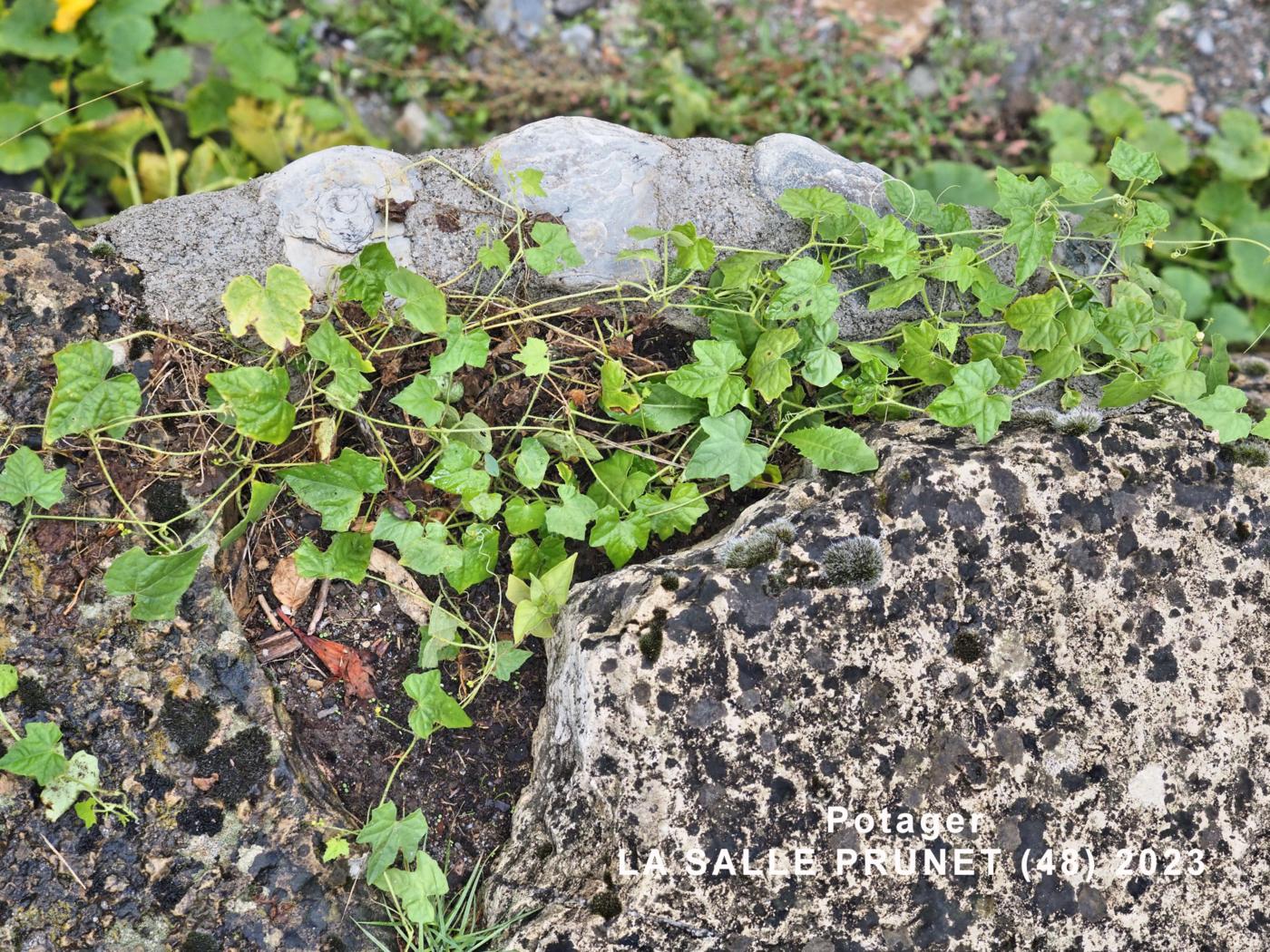 Cucamelon plant